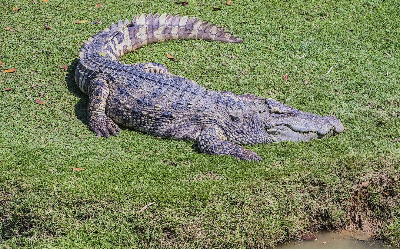 A resting Siamese crocodile in Cambodia.