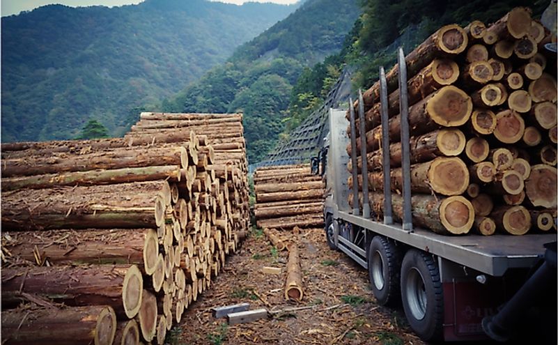 Stack pine log waiting transportation.