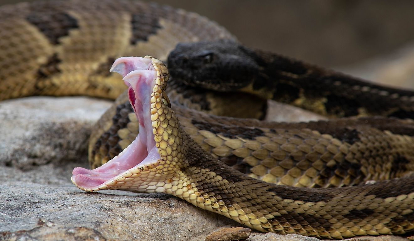 A timber rattlesnake exposes its fangs.