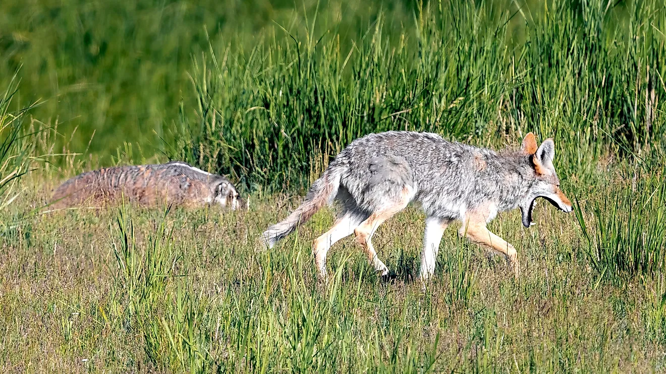 A wild coyote and badger hunting together as a hunting pair in Wyoming.