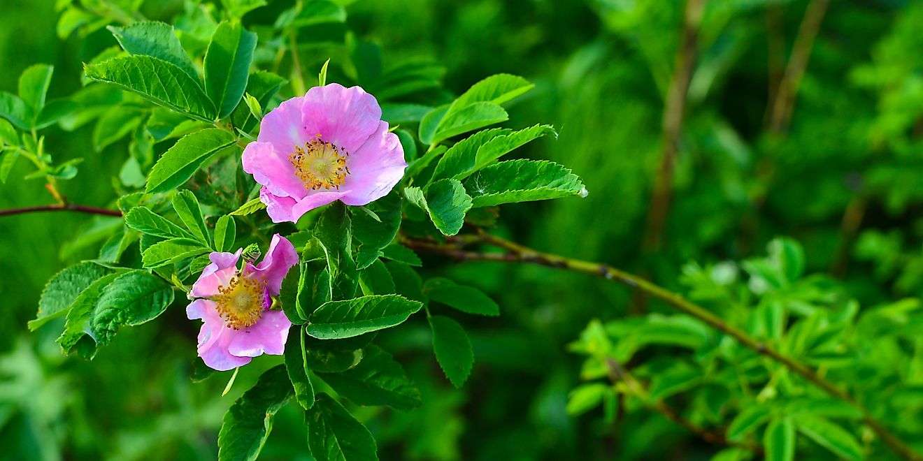 Wild roses in Alberta. 