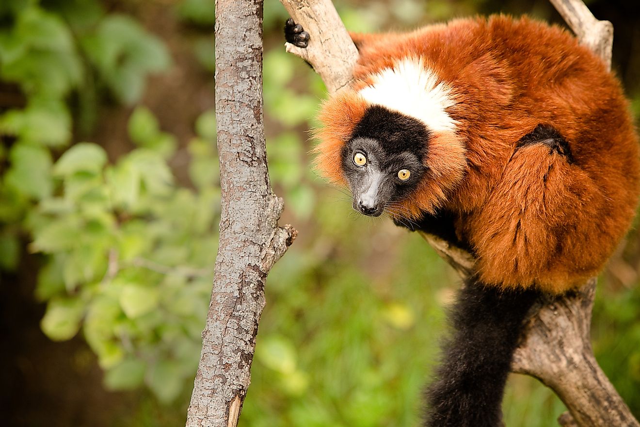 Red Ruffed Lemur, an endemic species found in the island country of Madagascar.