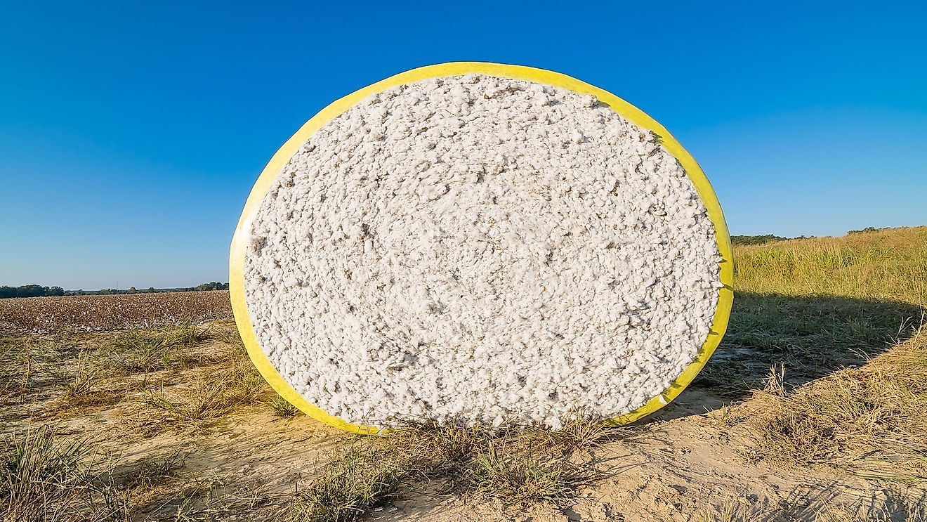 A round cotton bale in the field on a fall morning in north Mississippi.