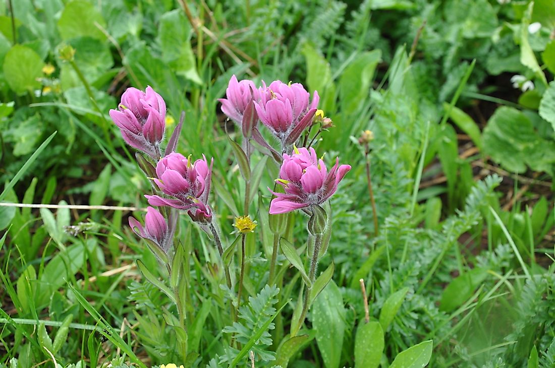 The state flower of Wyoming. 