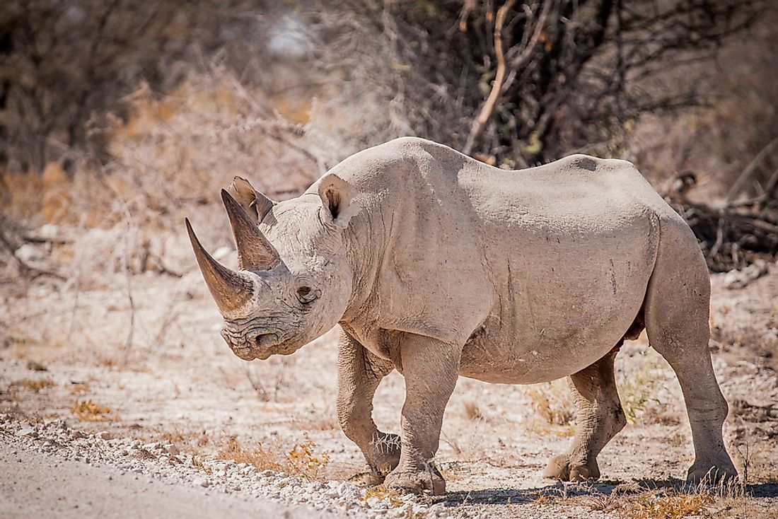 The Western Black Rhinoceros was a subspecies of the Black Rhinoceros pictured here. 