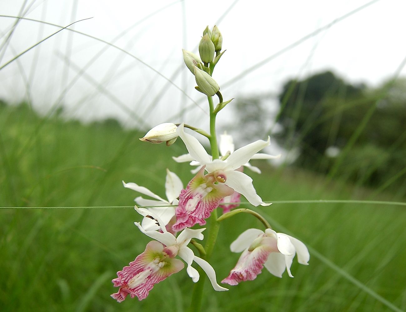 Eulophia obtusa photographed in Bangladesh. Image credit: Md Sharif Hossain Sourav