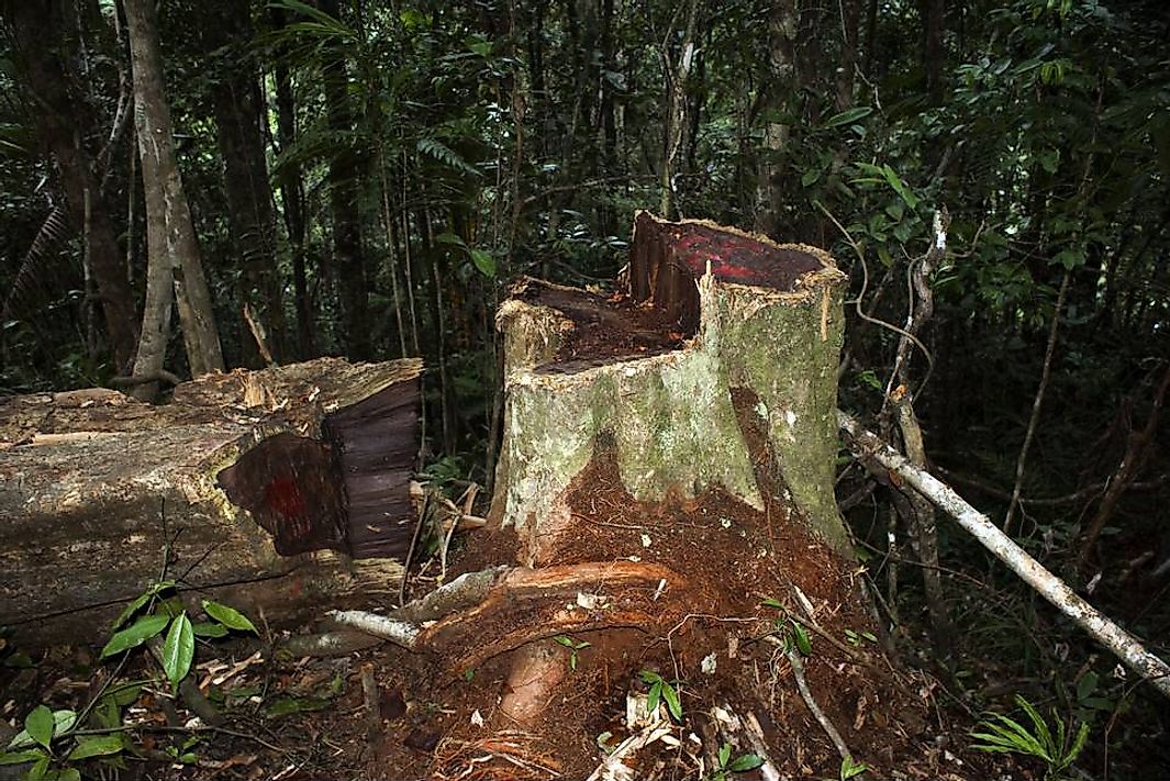 Stump of illegally logged rosewood from Marojejy National Park, Madagascar