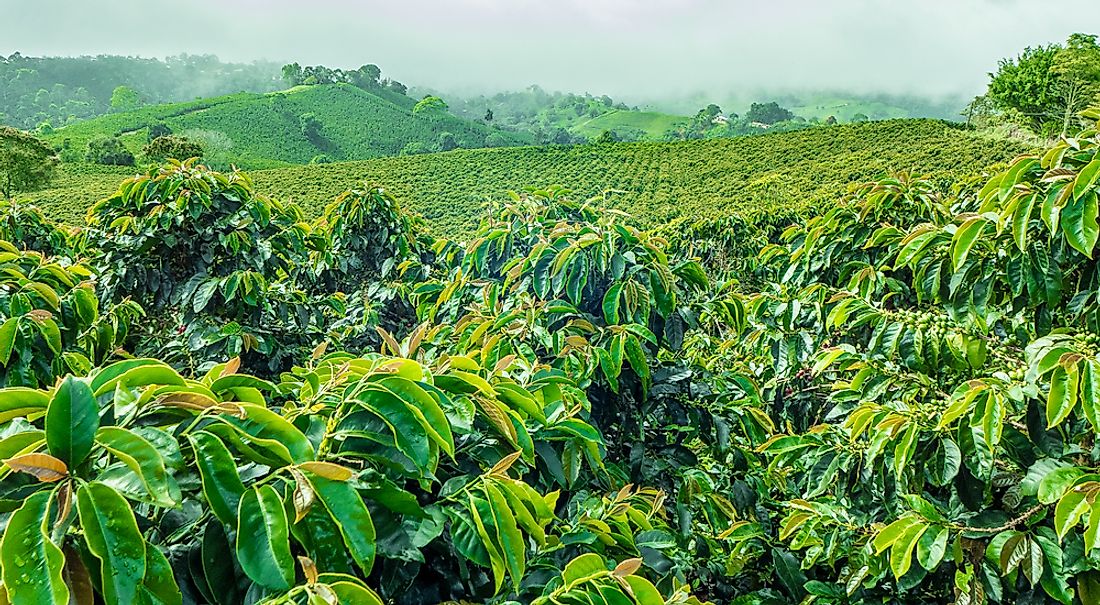 A coffee plantation in Colombia. 