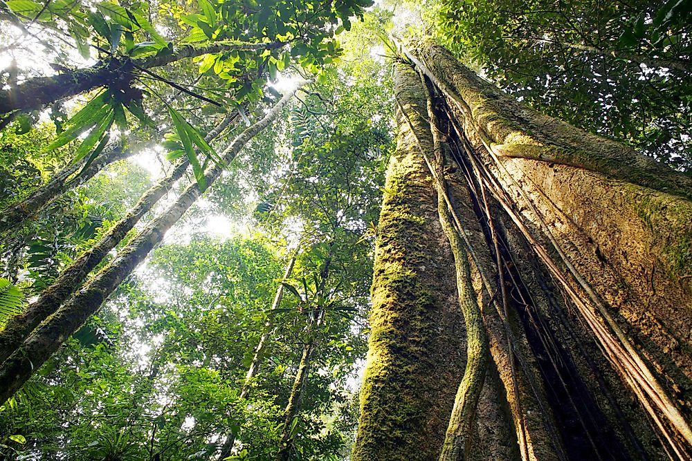 The large tree trunks of the Amazon Rainforest. 