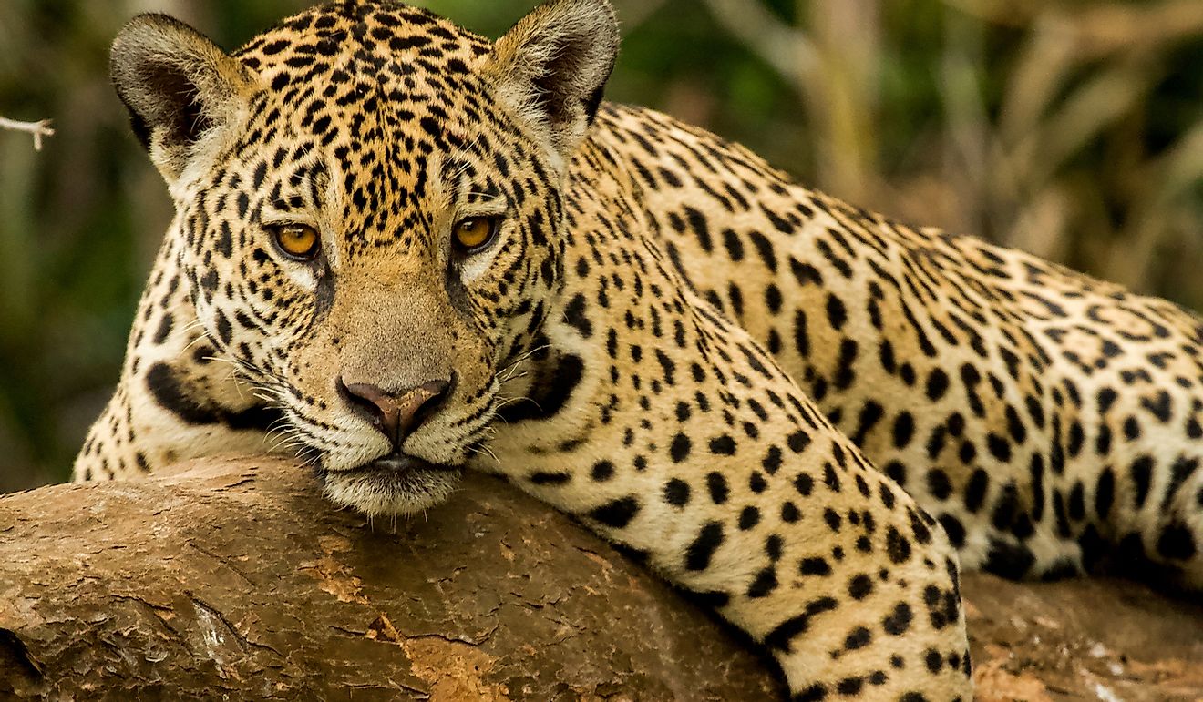 The jaguar is an apex predator in Paraguay's forests.