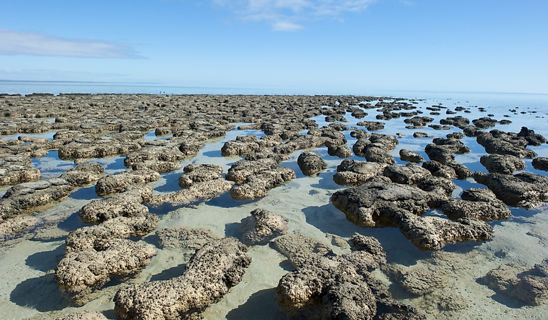 Stromatolites at Shark Bay in Western Australia.
