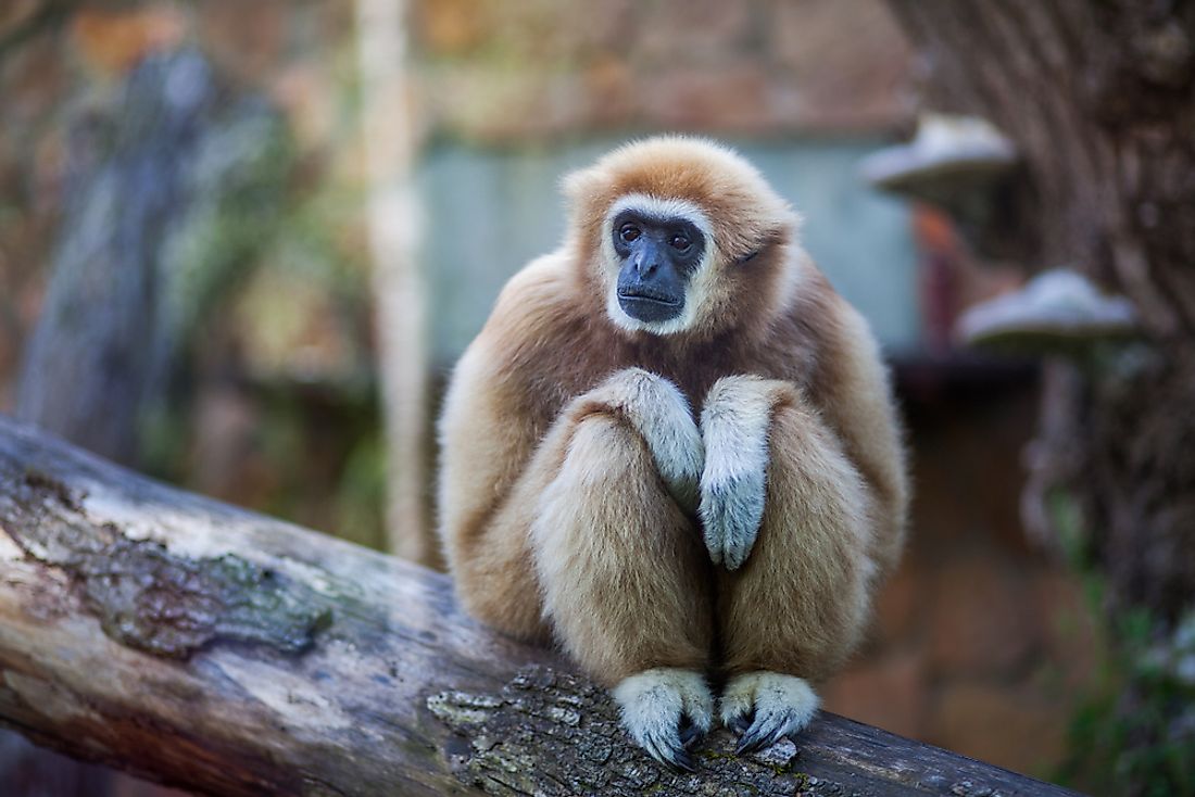 A gibbon is an example of an animal that starts with G. 