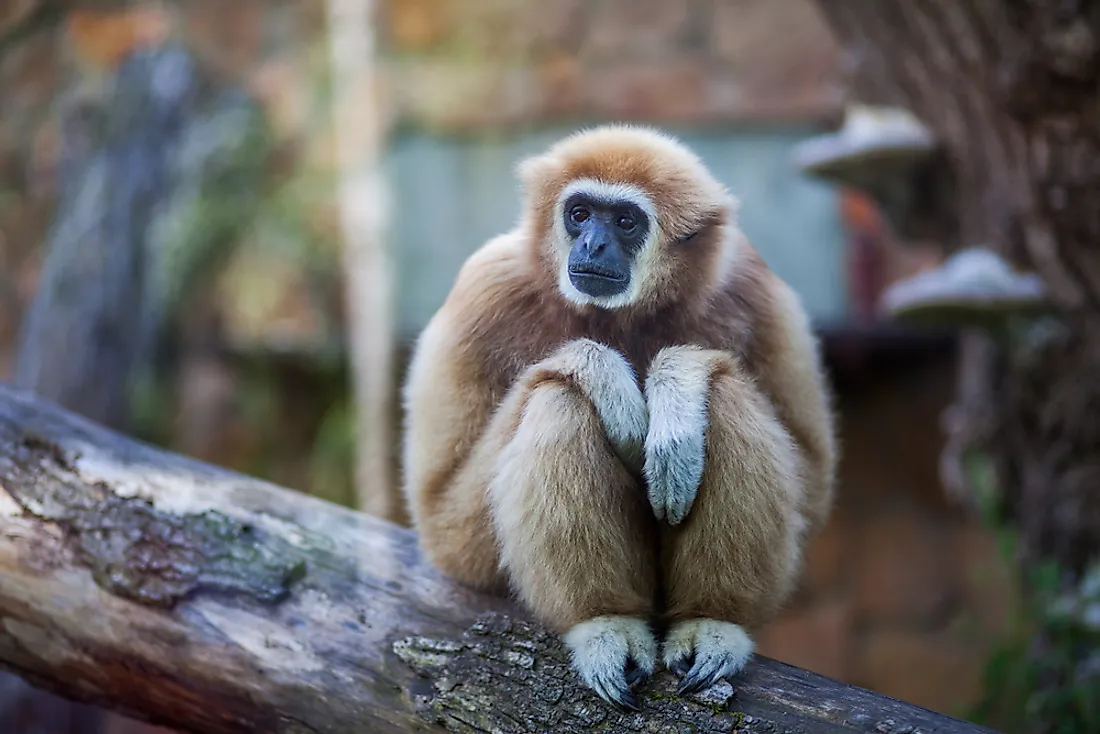 A gibbon is an example of an animal that starts with G. 