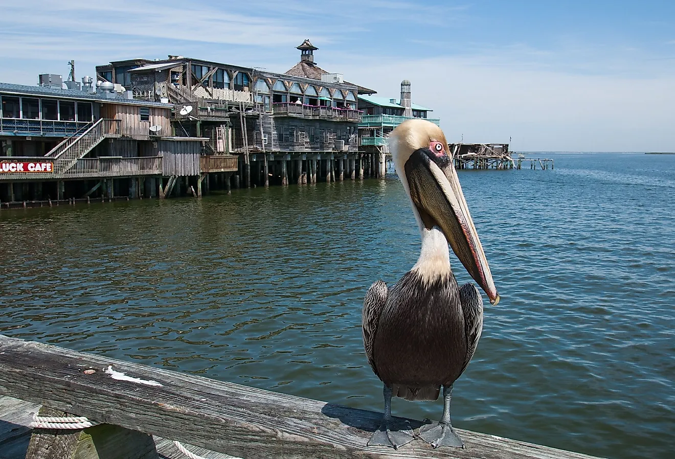 Brown pelican along the sea in Cedar Key, Florida.