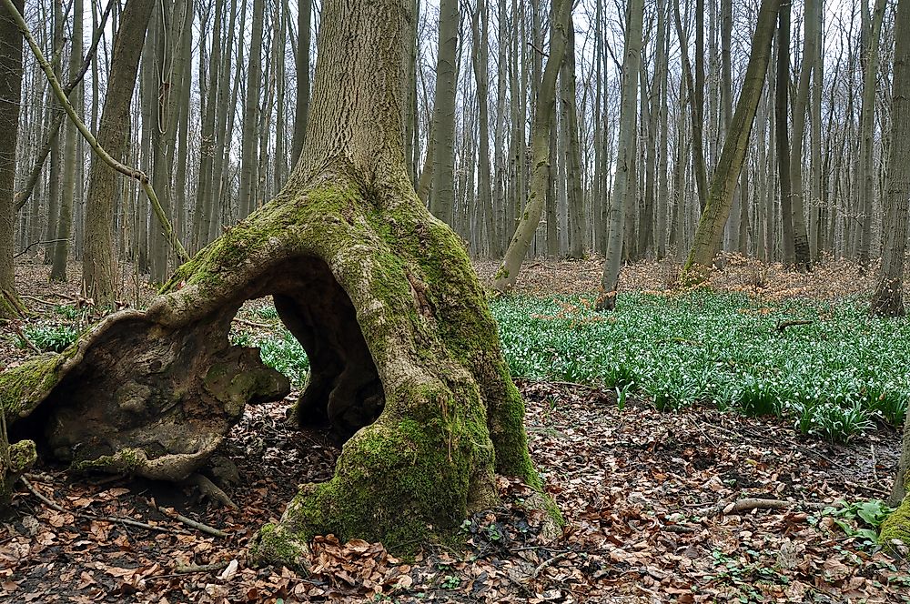 The forest of Hainich National Park. 