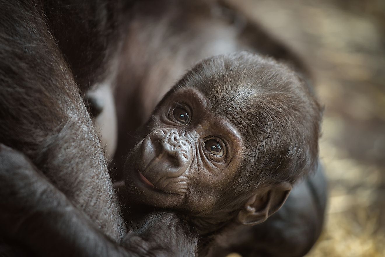 Western Lowland Gorilla