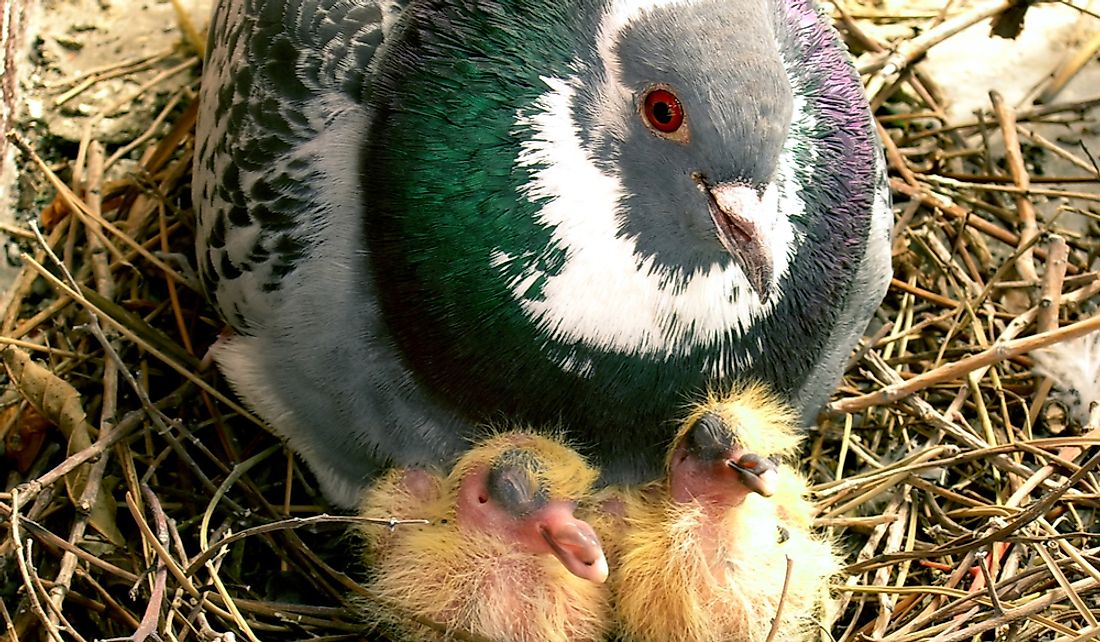 Some birds produce crop milk to feed their young.