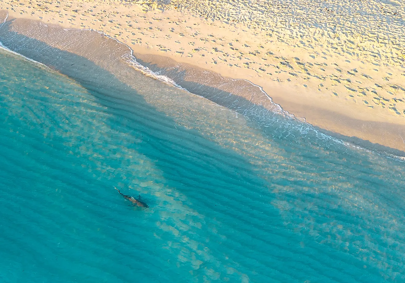 Shark swimming in shallow water in Miami Beach by drone