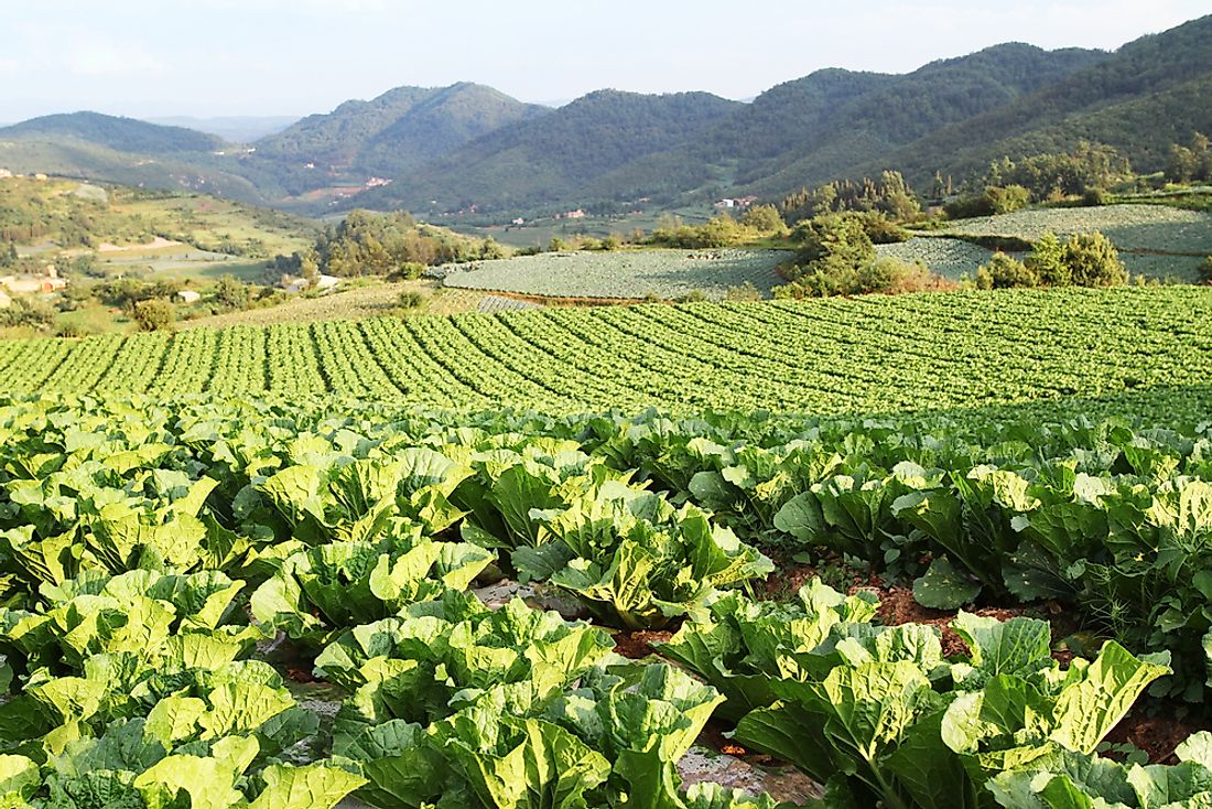 Organic farms cover approximately 1.9 million hectares of land in China. 