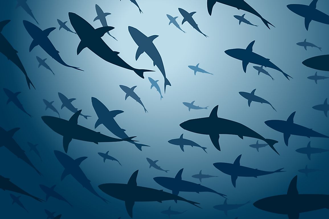 There are 8 orders of sharks that incapsulate all 440 described species. 