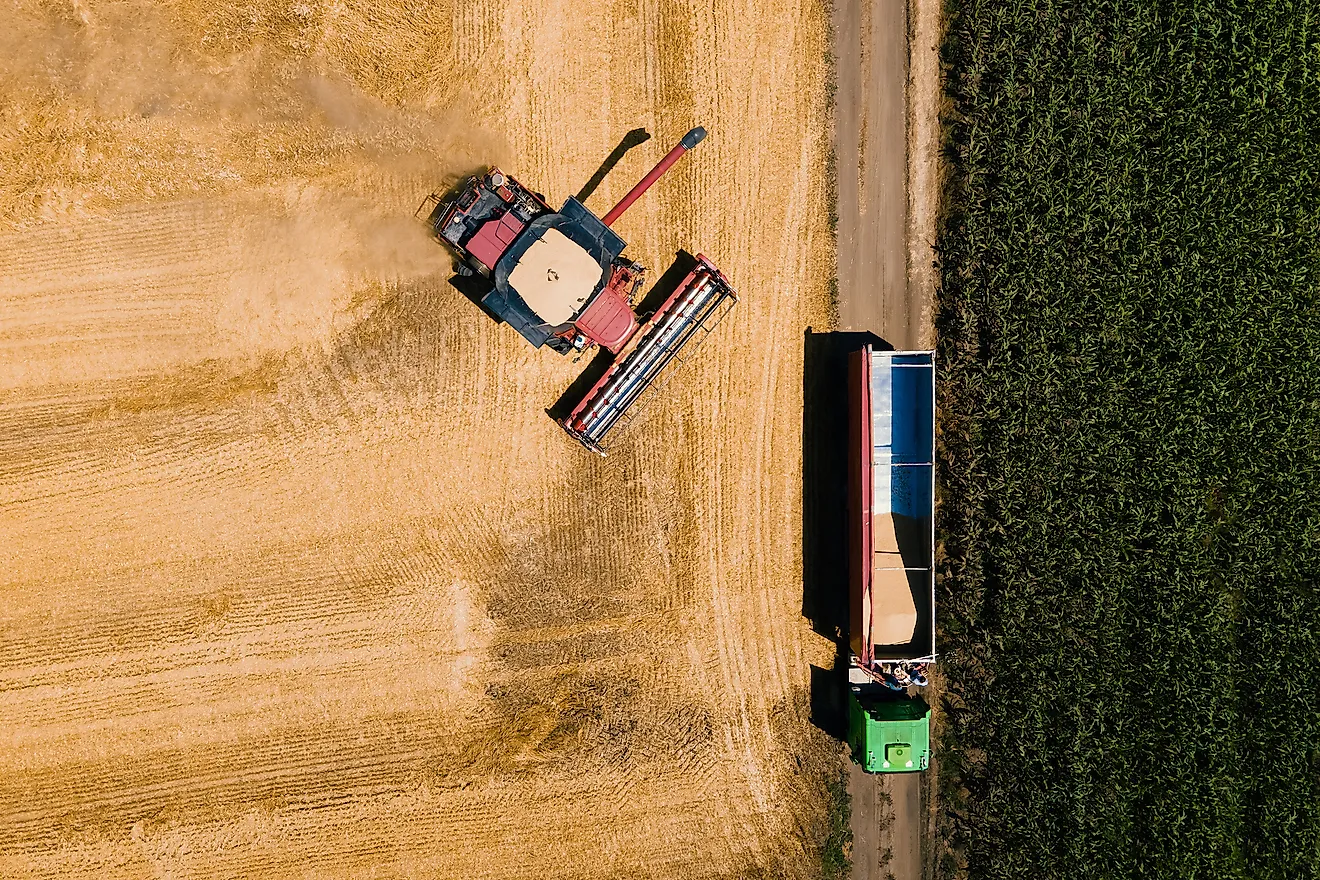 A wheat field in the United States.