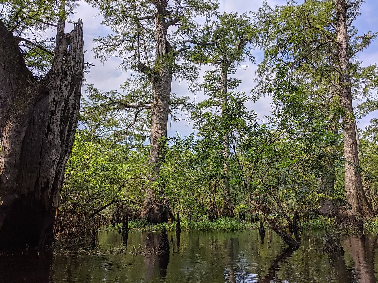 Three Sisters Swamp on the Black River near Ivanhoe, NC