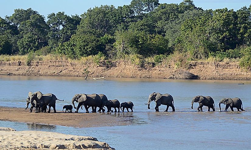 A herd of elephants at the South Luangwa National Park, Zambia.