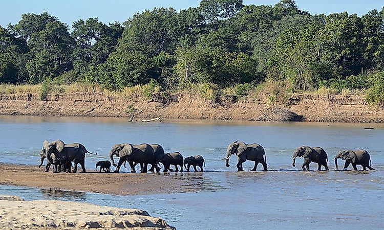 A herd of elephants at the South Luangwa National Park, Zambia.