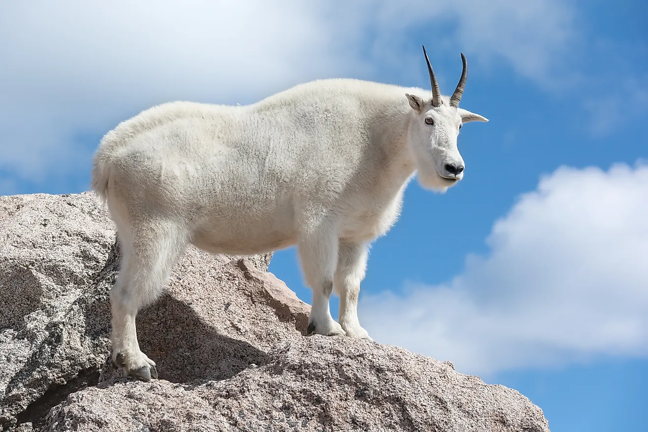 Male Mountain Goat standing high up on the mountain, against blue sky