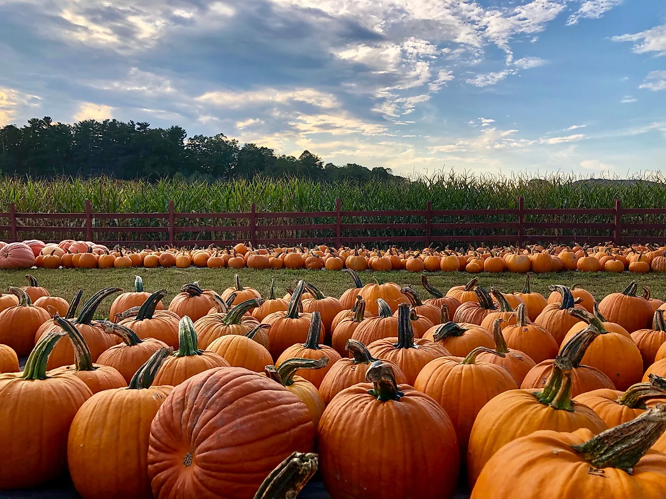 A rather large pumpkin patch. Via Shutterstock / photocyclopedia