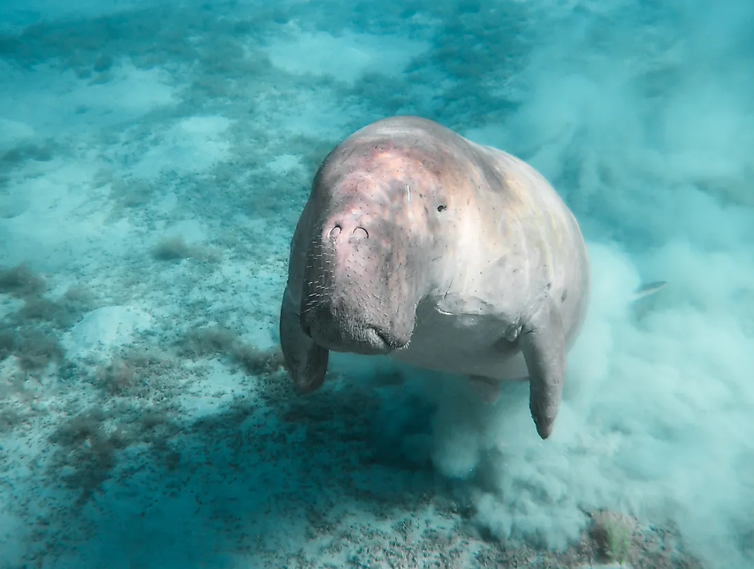 A fully grown dugong.
