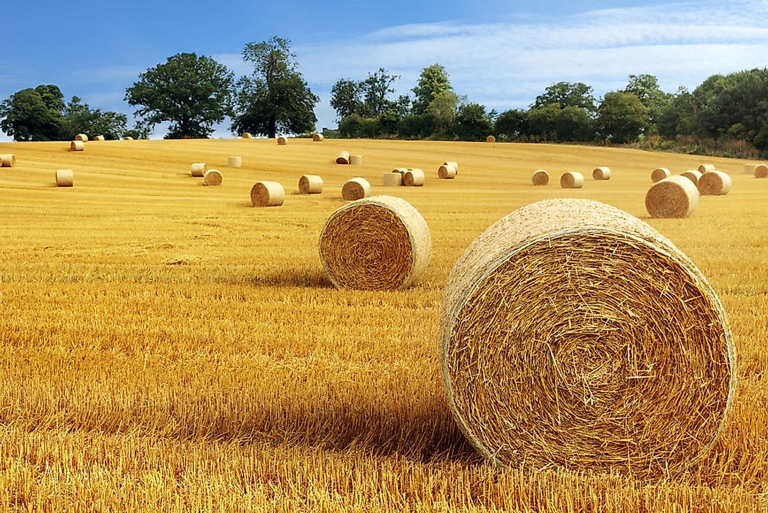 Bails of hay. 
