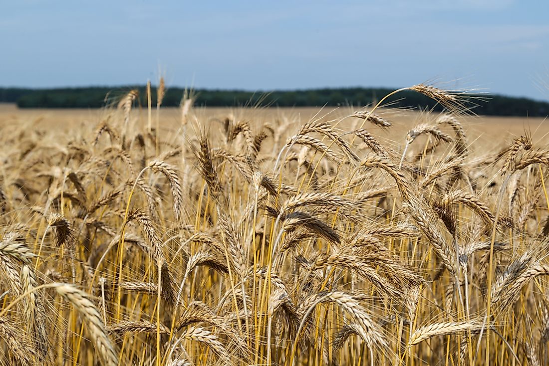 Triticale is a type of grain primarily used in human cereals and livestock feed. 