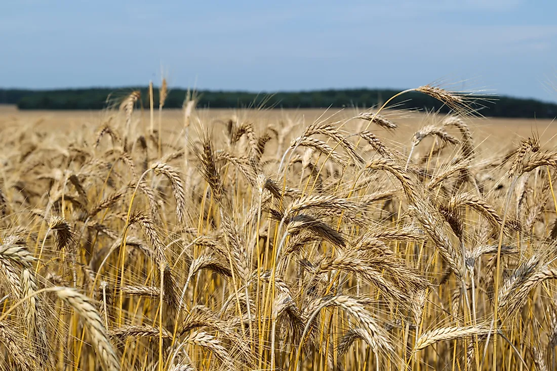 Triticale is a type of grain primarily used in human cereals and livestock feed.