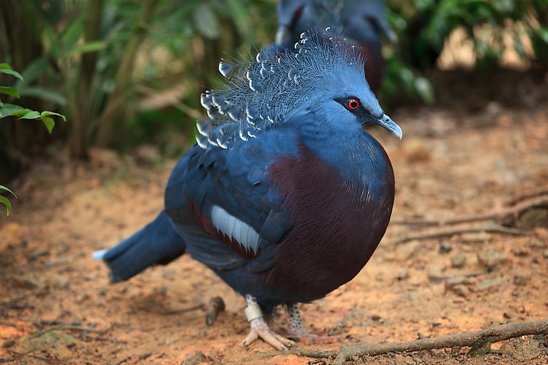 The Victoria crowned pigeon is not your average pigeon. 