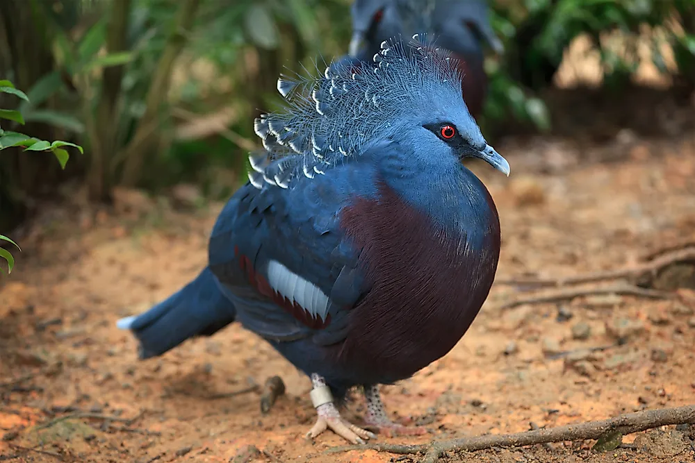 The Victoria crowned pigeon is not your average pigeon.