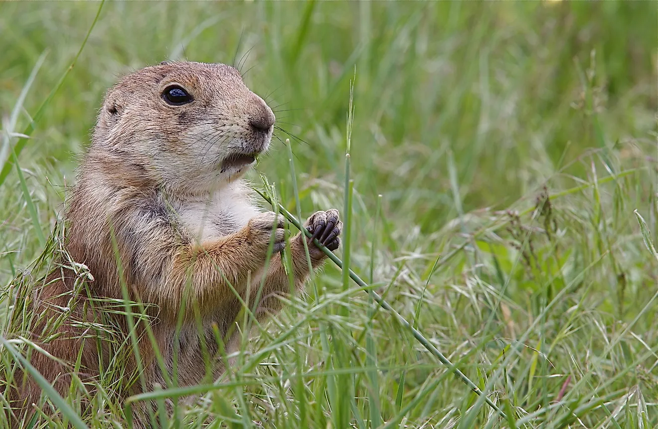 Black Tailed Prairie Dog feeding. Image credit: Tom Reichner/Shutterstock.com