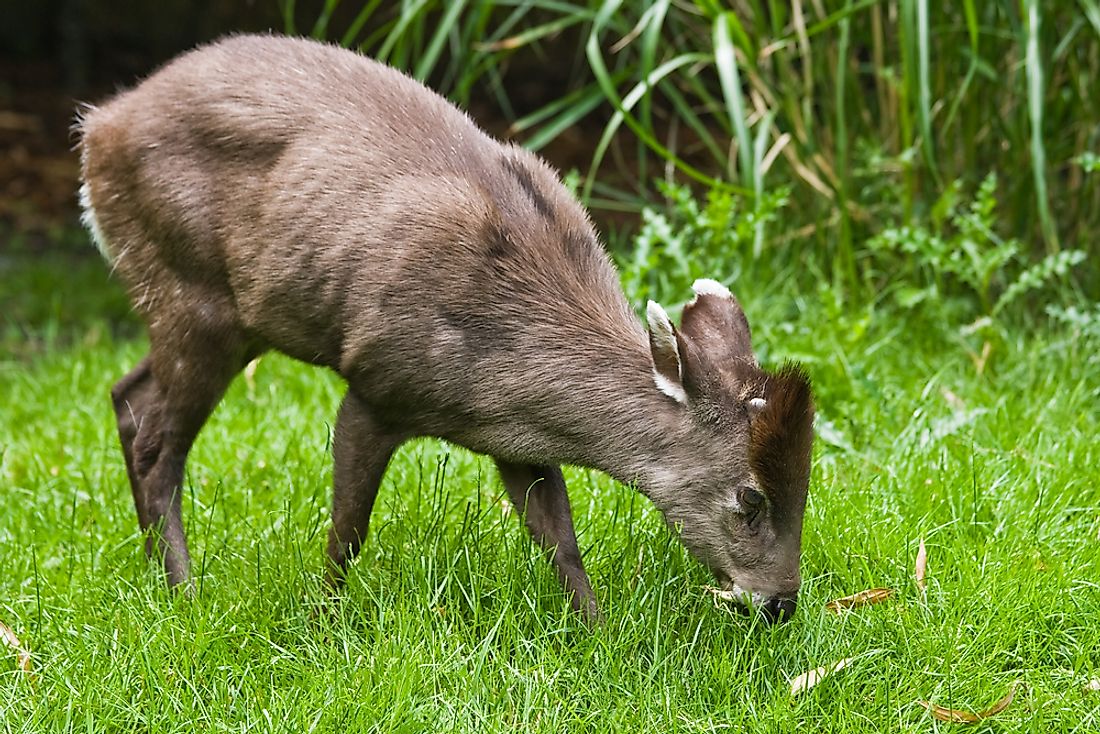 Tufted deer are classified as browsers and grazers.