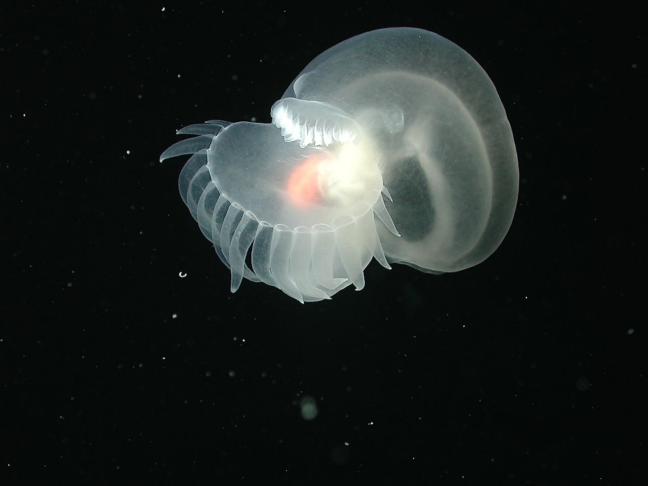 The recently discovered Bathydevius caudactylus, a sea slug, or nudibranch. NOAA Photo Library: expl0806, CC By 2.0, https://creativecommons.org/licenses/by/2.0/deed.en