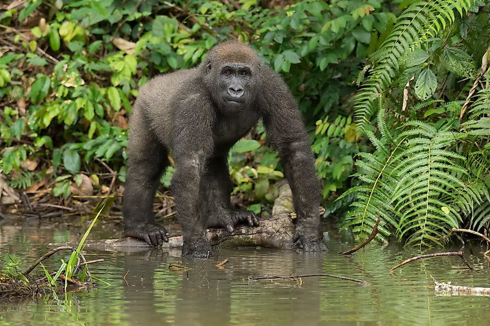 An eastern lowland gorilla. 