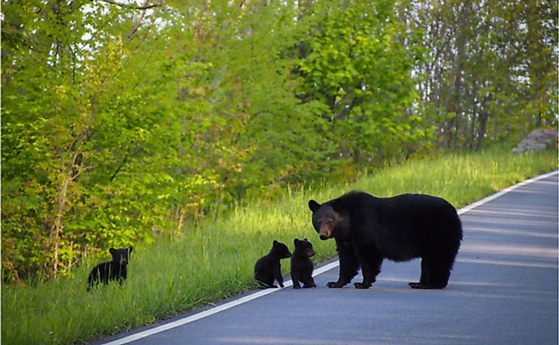 Black bear with cubs.