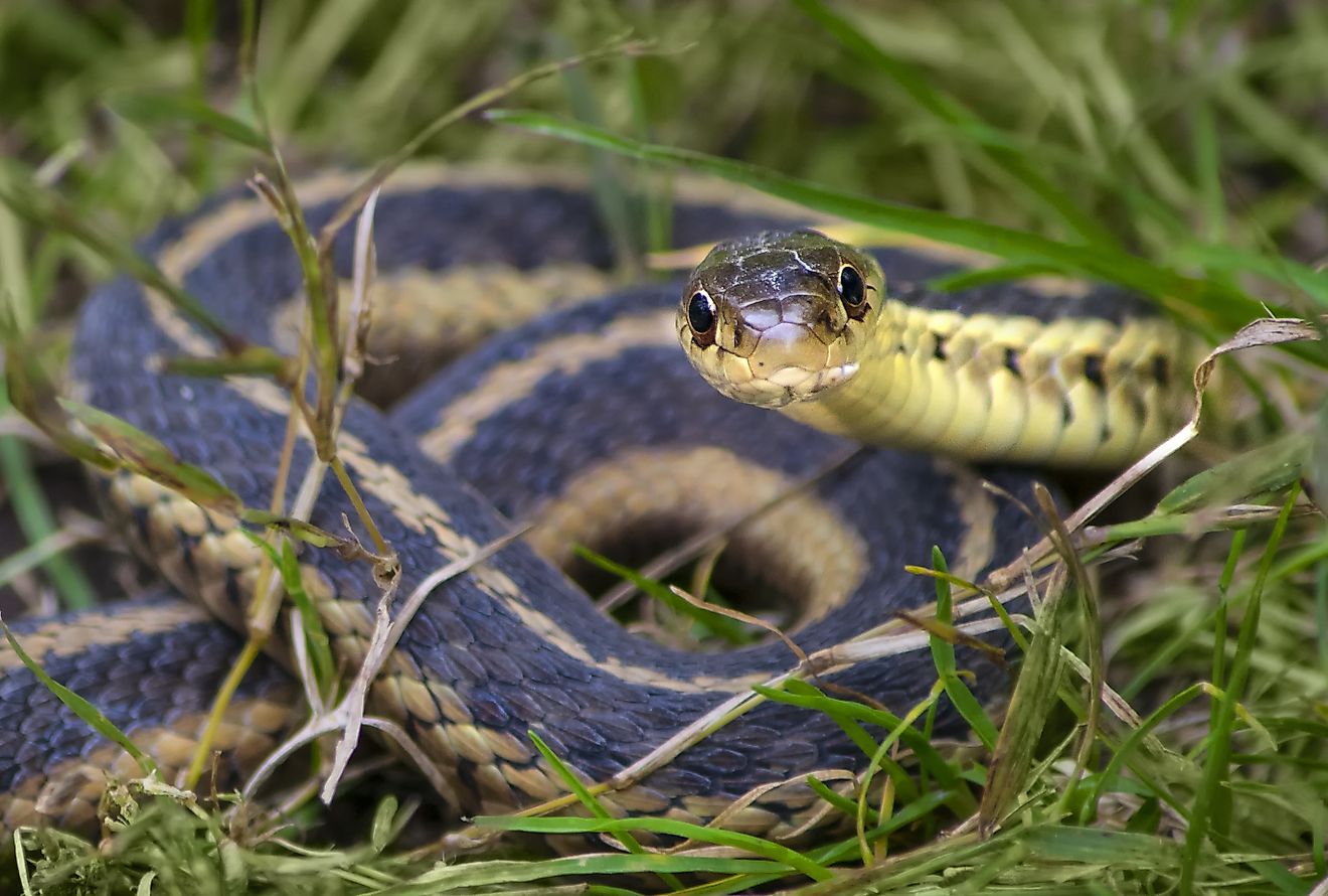 Common garter snake coiled in the grass, facing the camera.