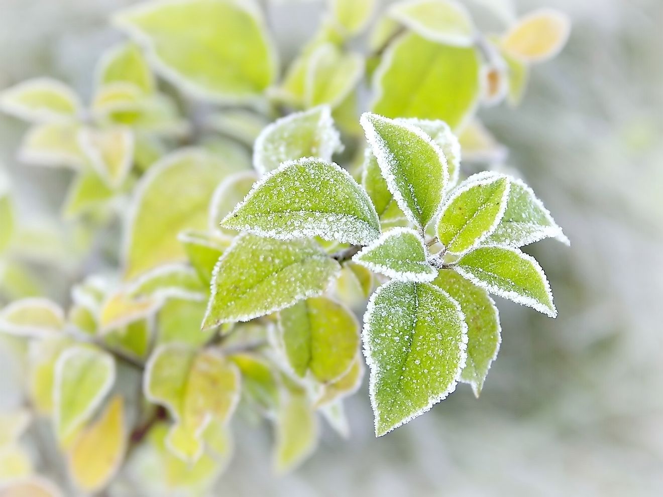 This plant movement happens as a response to the change of temperature in the environment, as heat or cold.