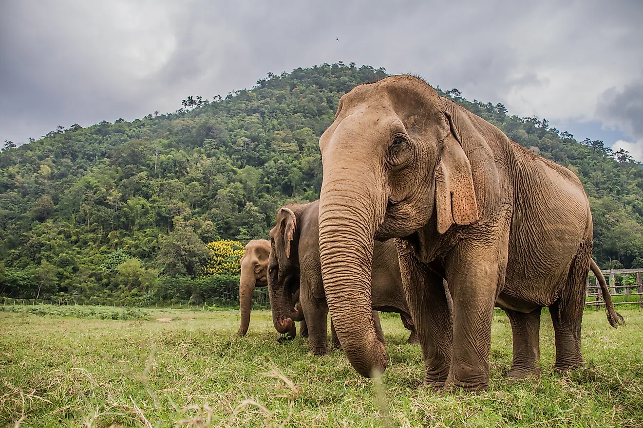 A group of Asian elephants in Thailand