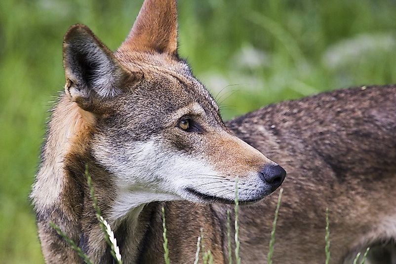 The Red Wolf is a Critically Endangered species in the United States.