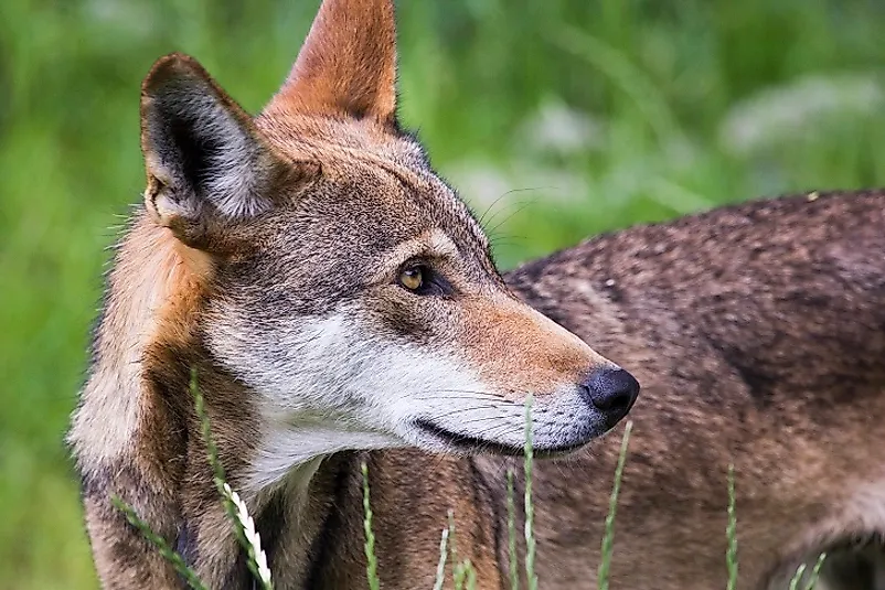 Endangered Mammals Of The United States Of America WorldAtlas