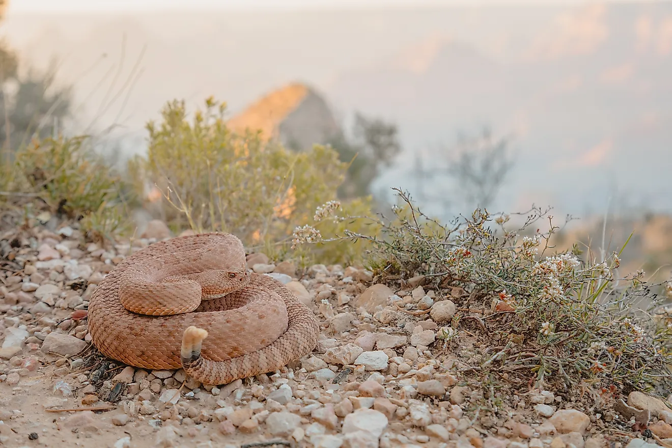 Crotalus abyssus (Grand Canyon Rattlesnake)