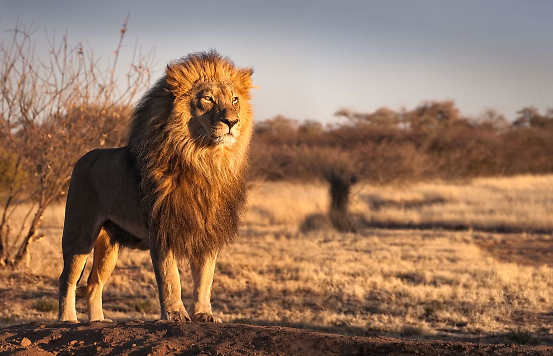 A magnificent Kalahari lion in the Kalahari Desert. Image credit: 2020 Photography/Shutterstock.com