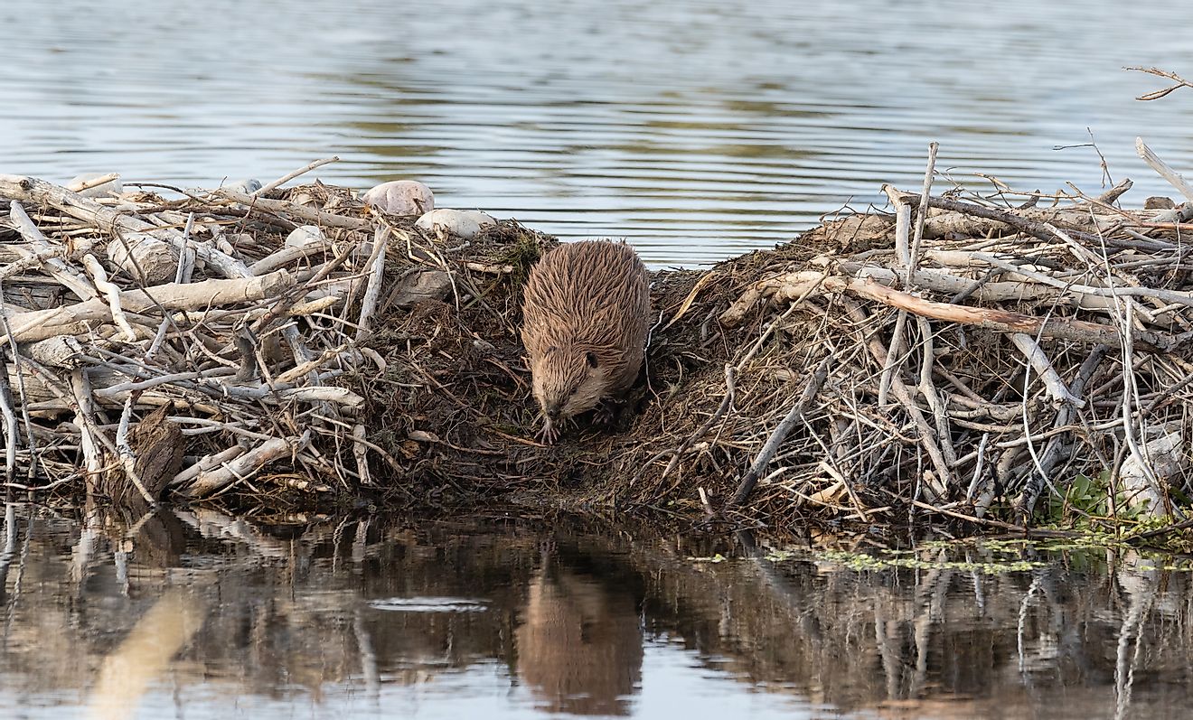 A beaver is regarded as an ecosystem engineer.