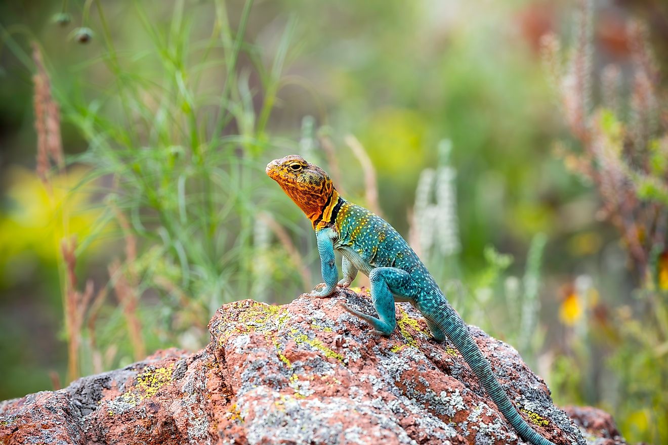Eastern Collard Lizard on the rocks.